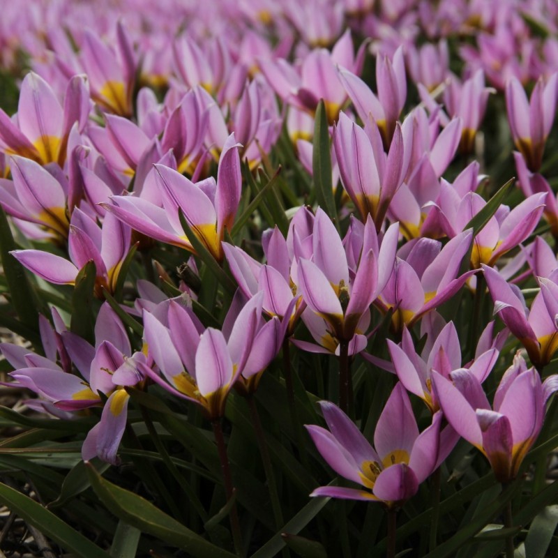 Tulipa humilis