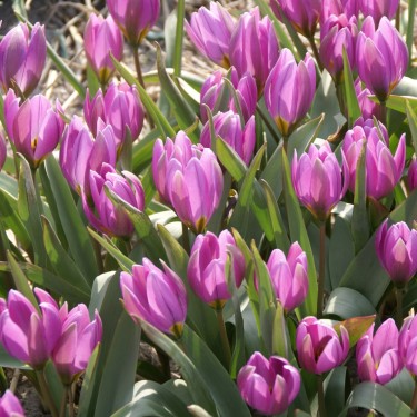 Tulipa humilis
