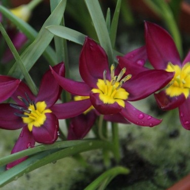 Tulipa humilis 'Odalisque'