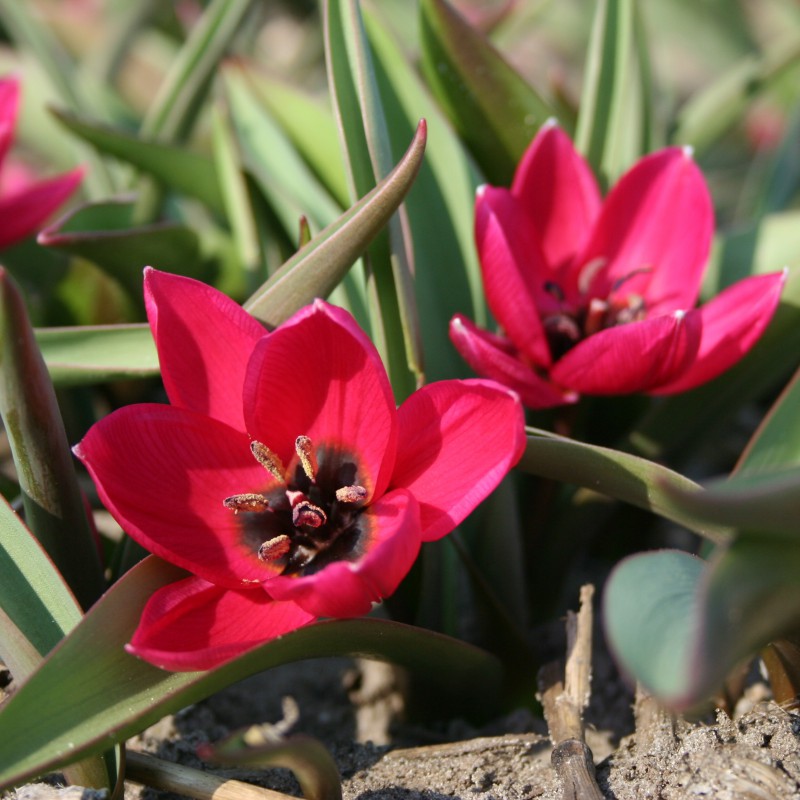 Tulipa humilis 'Violacea...