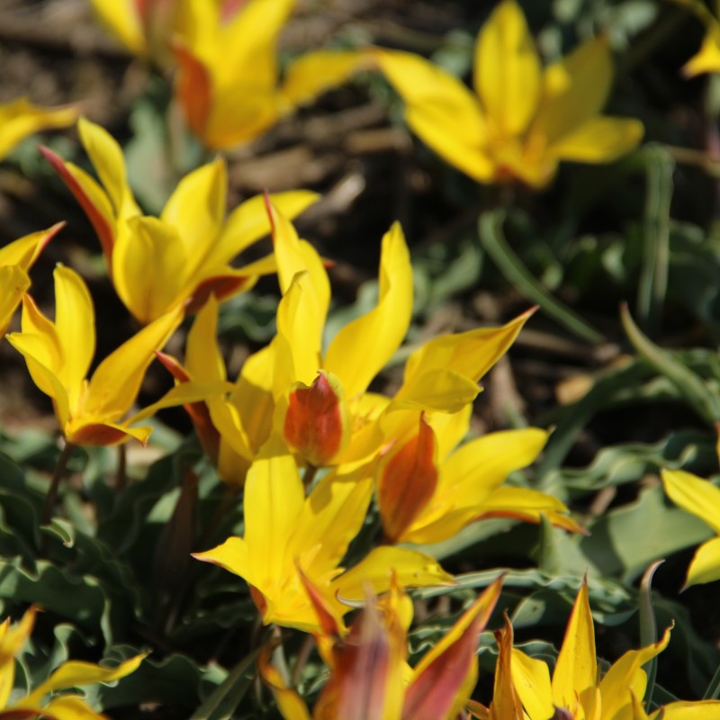 Tulipa kolpakowskiana