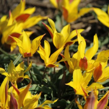 Tulipa kolpakowskiana