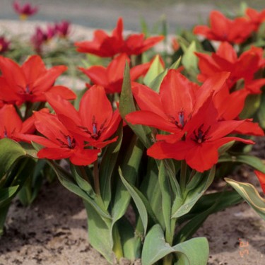 Tulipa praestans 'Zwanenburg Variety'