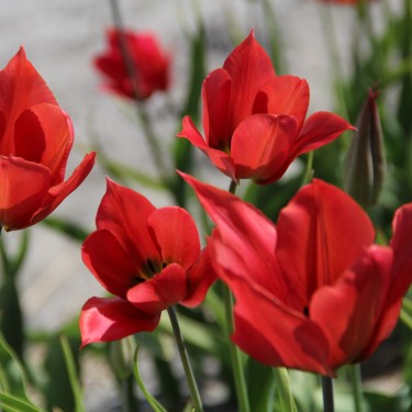 Tulipa rubidusa