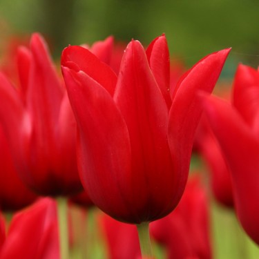Tulipa 'Pieter de Leur'