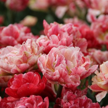 Tulipa 'Peptalk'