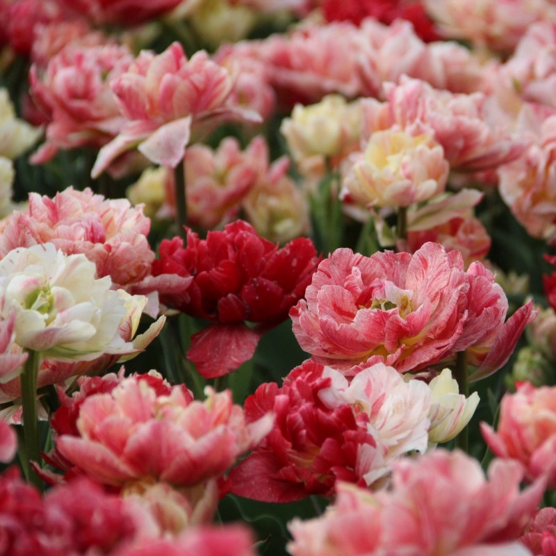 Tulipa 'Peptalk' Tulipa 'Peptalk'