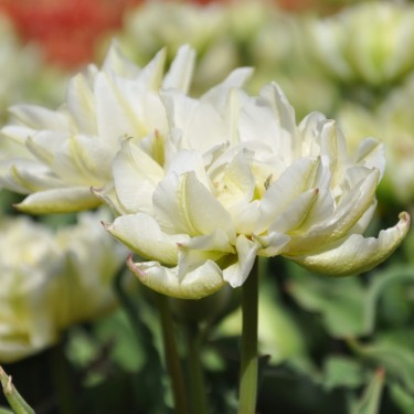 Tulipa 'Cardinal Mindszenty'