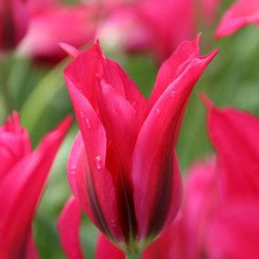Tulipa 'Doll's Minuet'