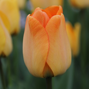Tulipa 'Daydream'