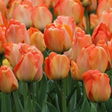 Tulipa 'Daydream'
