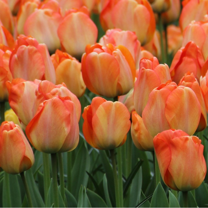 Tulipa 'Daydream'