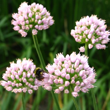 Allium 'Sugar Melt'
