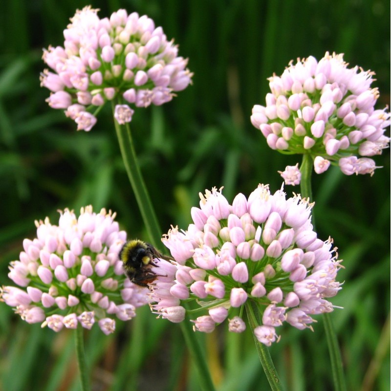 Allium 'Sugar Melt'