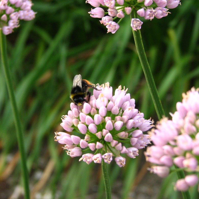 Allium 'Sugar Melt'