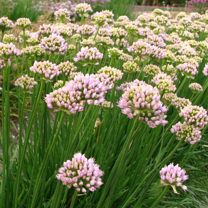 Allium 'Sugar Melt'
