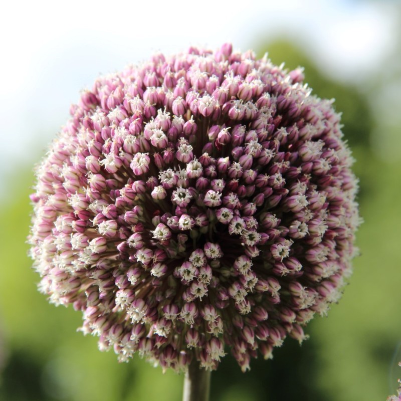 Allium 'Summer Drummer'