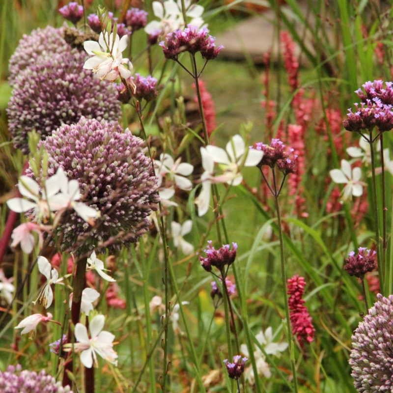 Allium 'Summer Drummer'