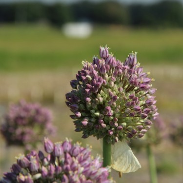 Allium ampeloprasum 'Rose Picture'