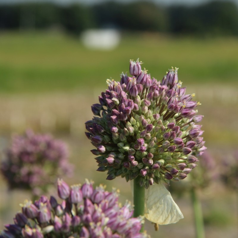 Allium ampeloprasum 'Rose Picture'