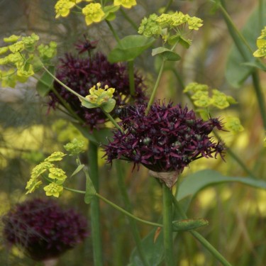 Allium atropurpureum