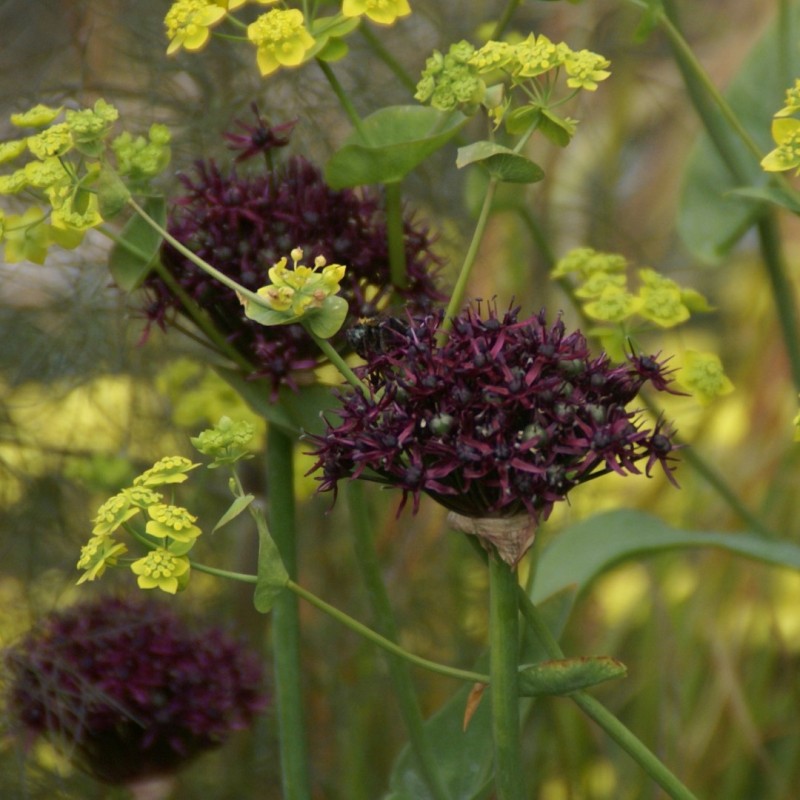 Allium atropurpureum