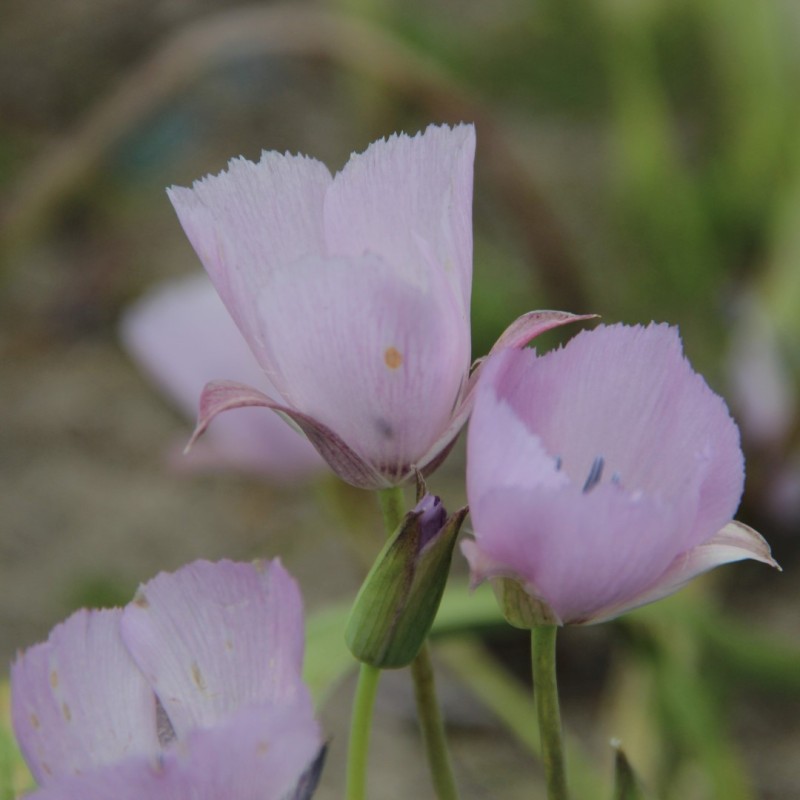 Calochortus 'Cupido'