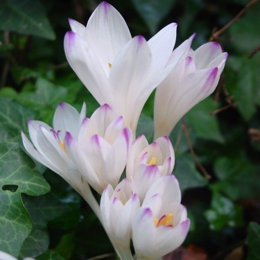 Colchicum byzantinum 'Innocence'