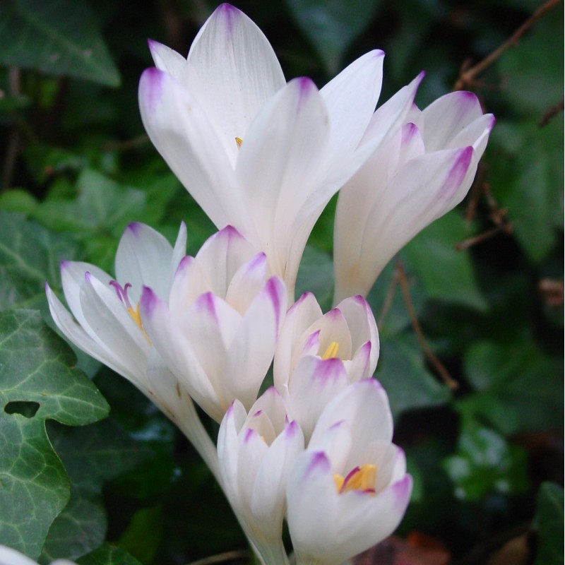 Colchicum byzantinum 'Innocence'