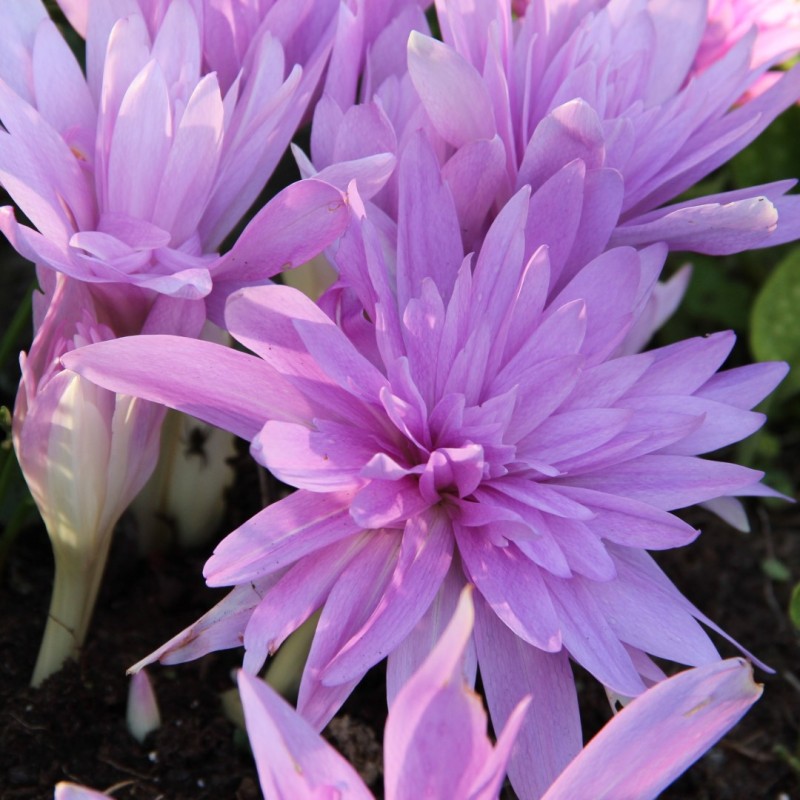 Colchicum 'Waterlily'