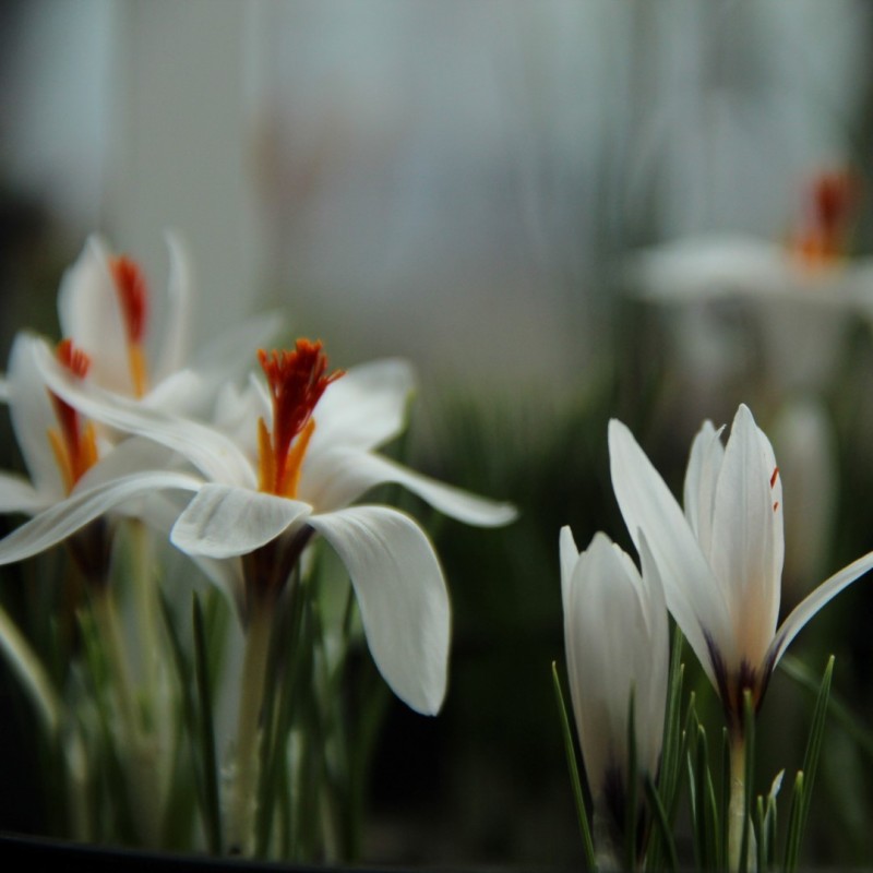 Crocus fleischeri