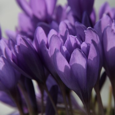 Crocus ligusticus 