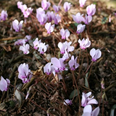 Cyclamen confusum