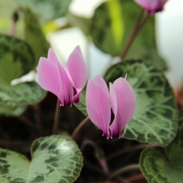 Cyclamen graecum