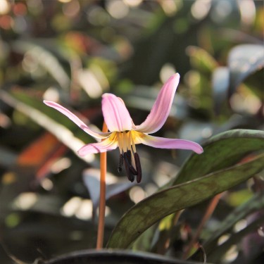 Erythronium dens-canis 'Lilac Wonder'