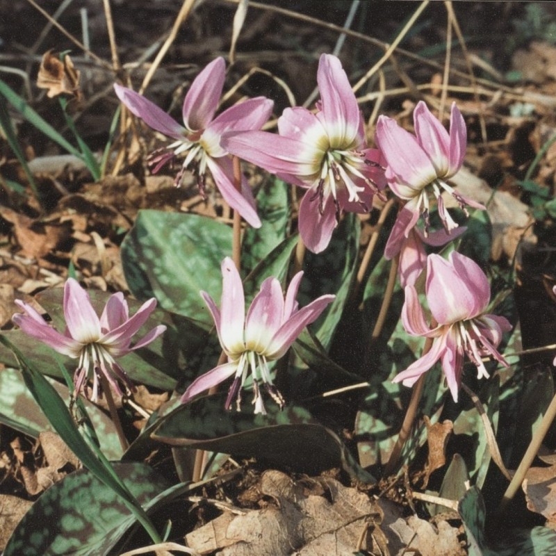 Erythronium dens-canis 'Pink Perfection'