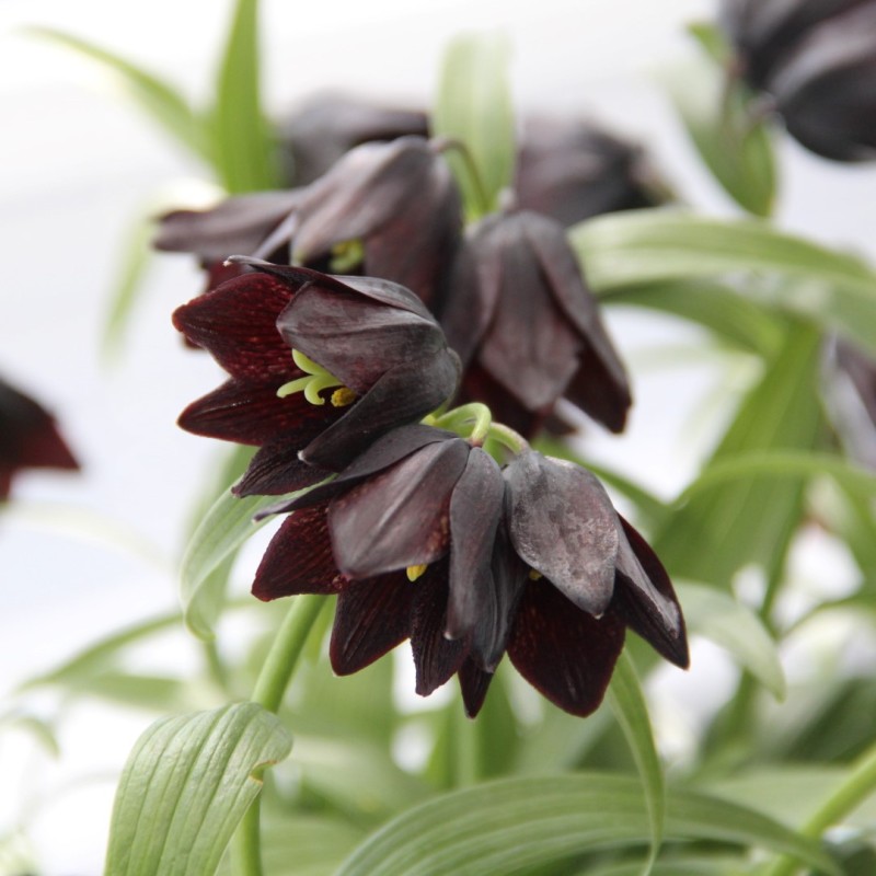 Fritillaria camschatcensis