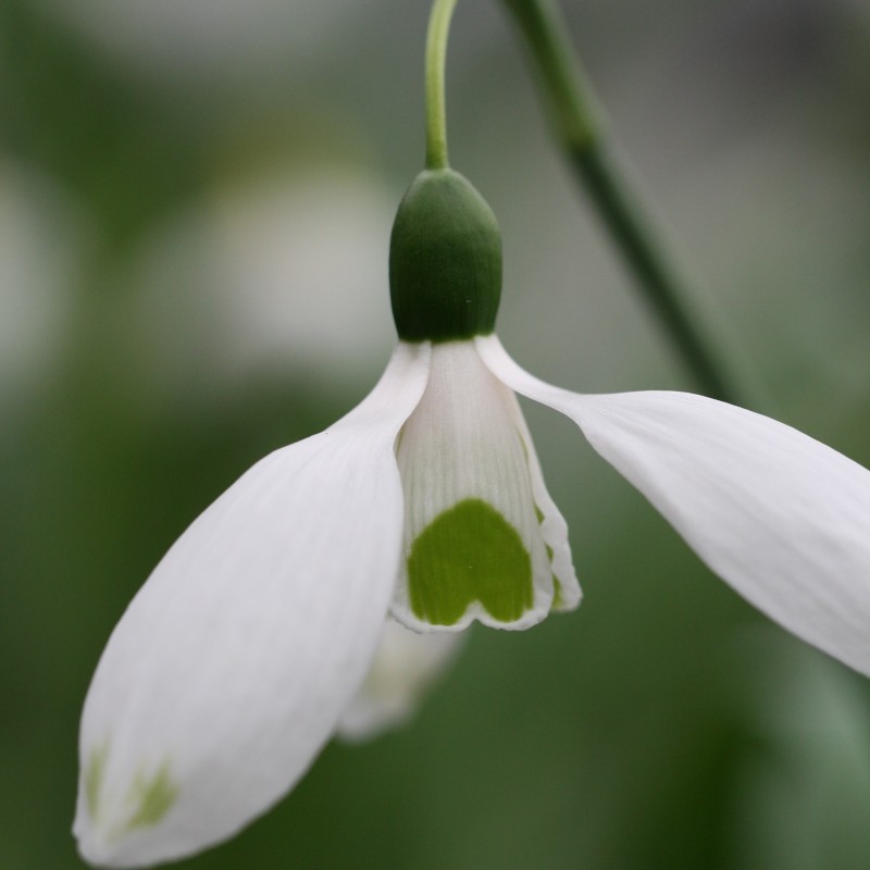 Galanthus 'Chantry Green Twins'