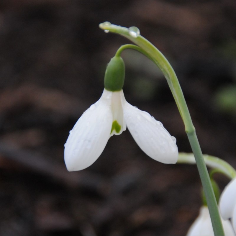 Galanthus 'Gabriel'
