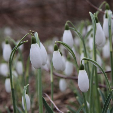 Galanthus 'Maximus'
