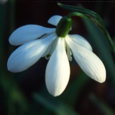 Galanthus 'Mrs Thompson'