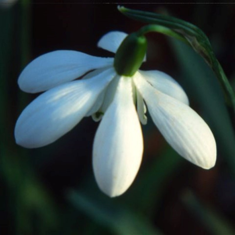 Galanthus 'Mrs Thompson'