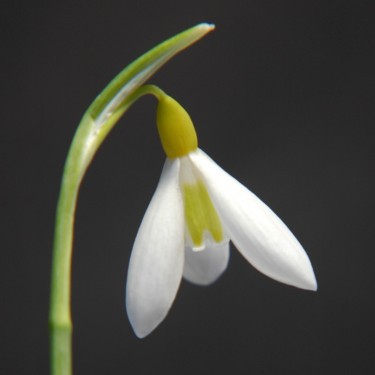 Galanthus 'Wendy's Gold'