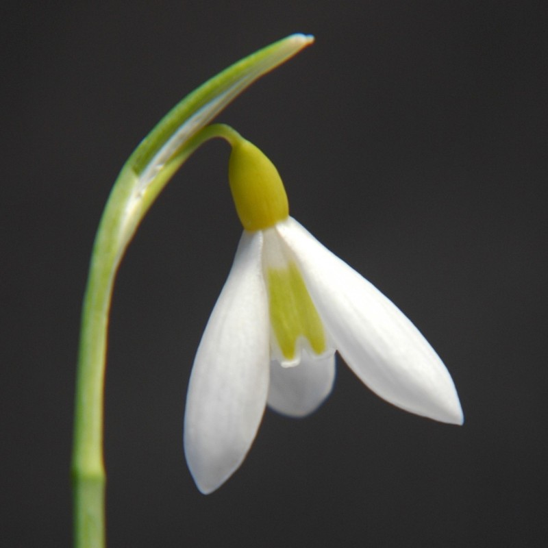 Galanthus 'Wendy's Gold'