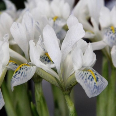 Iris reticulata 'Polar Ice'
