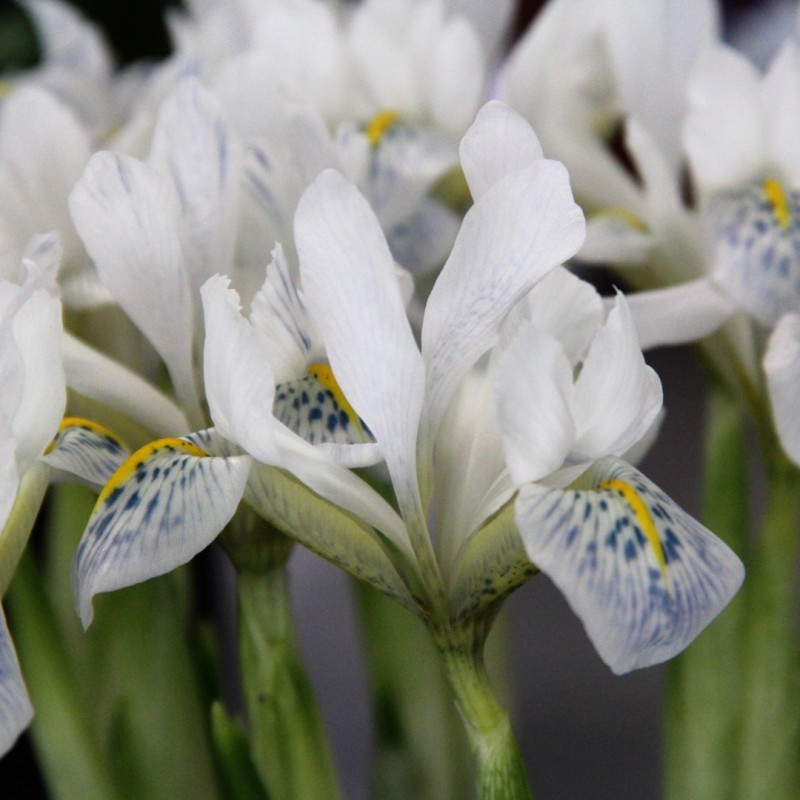 Iris reticulata 'Polar Ice'