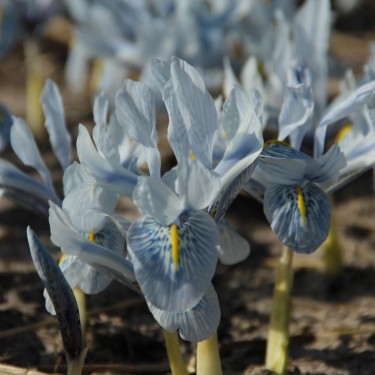 Iris 'Sheila Ann Germaney'