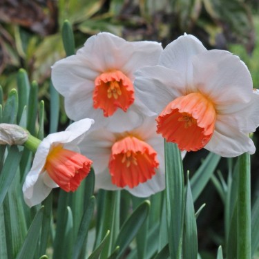 Narcissus 'Brook Ager'