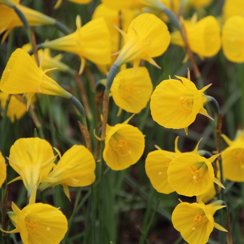 Narcissus bulbocodium 'Oxford Gold'