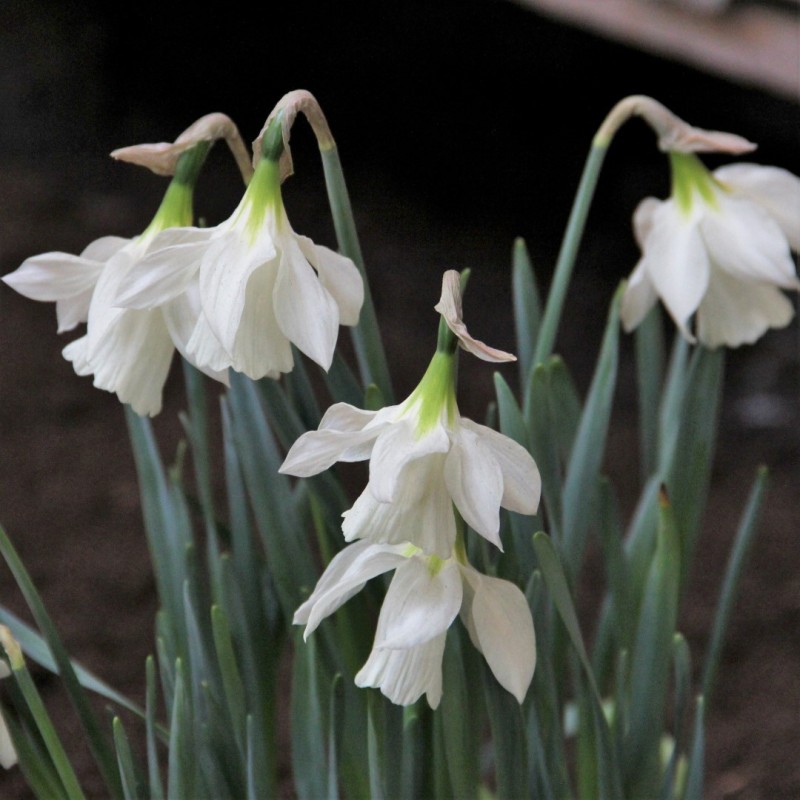 Narcissus moschatus